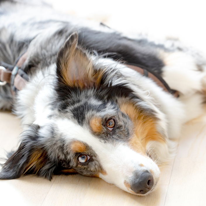 Sandra-Schuh-Hamburg-Praxis_fuer_Psychotherapie_Coaching_Selbstentwicklung_Tara-Begleithund-Therapiehund_MMR_1119_edit_web_1000x1000 Tara