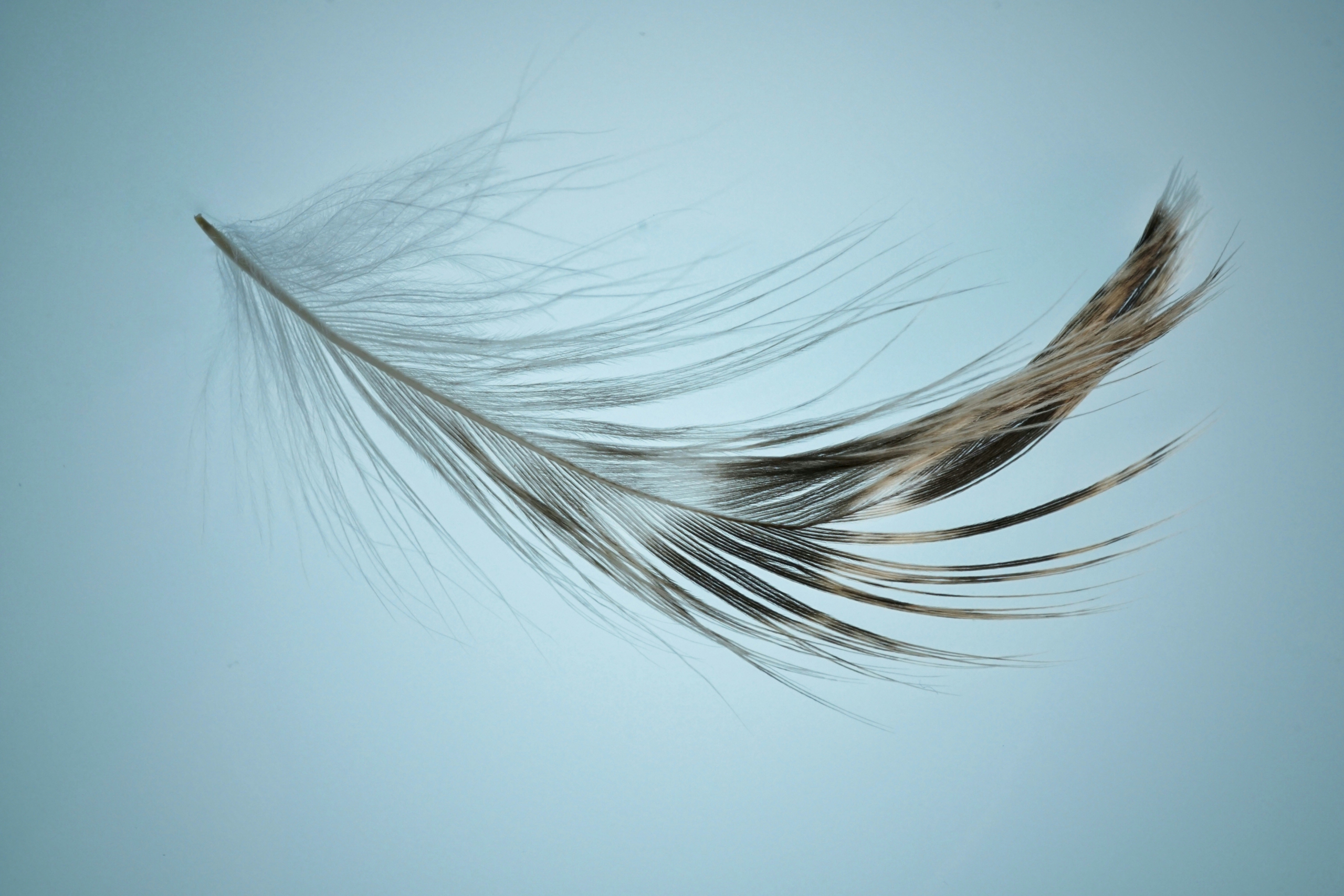Leichtigkeit, gratis online seminar, yogapsychotherapie, psychotherapie, yoga
