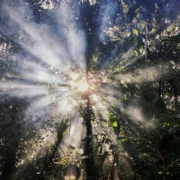 Yoga, Psychotherapie, gestalttherapie, meditation, emdr