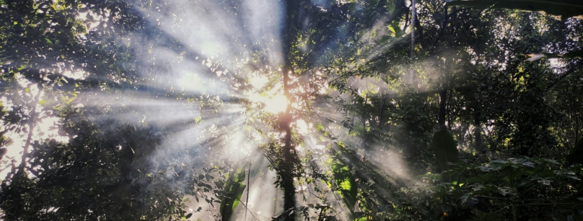 Yoga, Psychotherapie, gestalttherapie, meditation, emdr